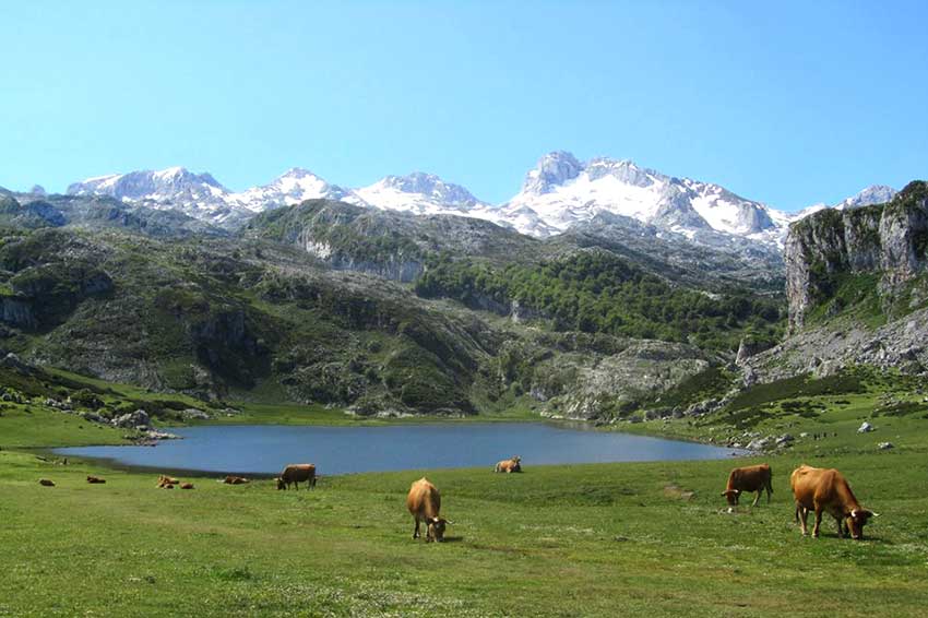 Vacas pastando en Los Lagos de Covadonga