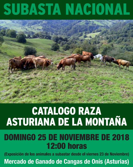 subasta-nacional-asturiana-de-la-montana-en-cangas-de-onis